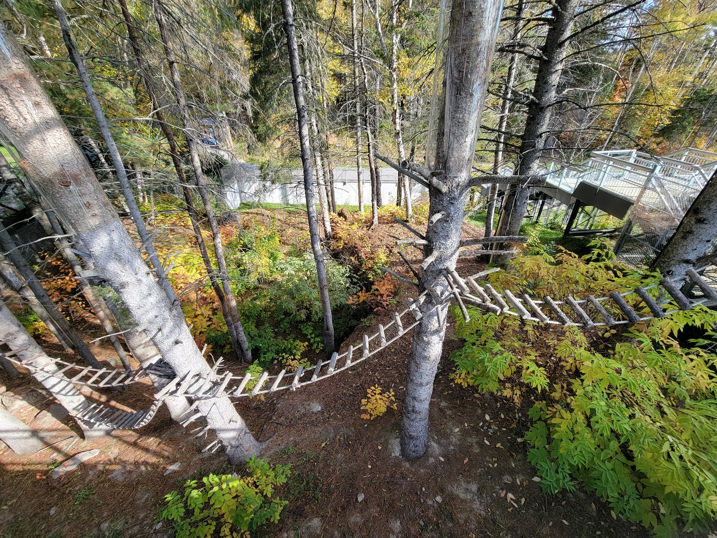 Zoo Sauvage 10/22 - Eastern Asia, red panda exhibit #2