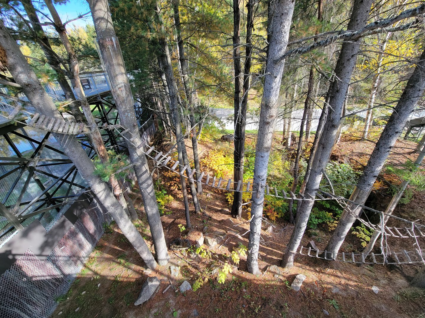 Zoo Sauvage 10/22 - Eastern Asia, red panda exhibit #2