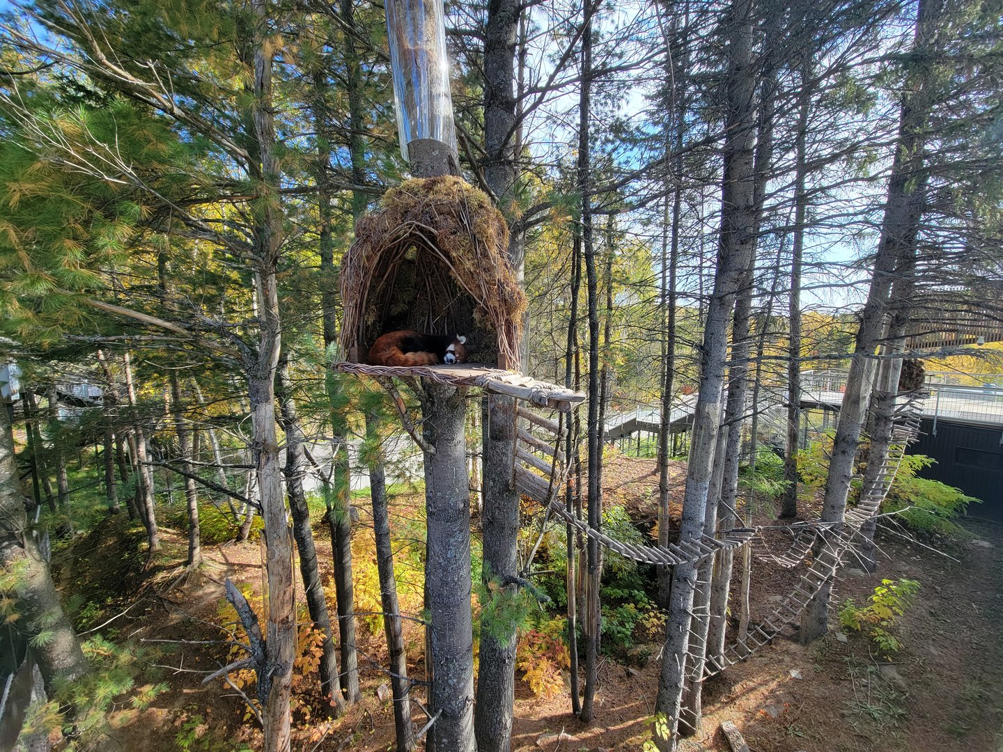 Zoo Sauvage 10/22 - Eastern Asia, red panda exhibit #2