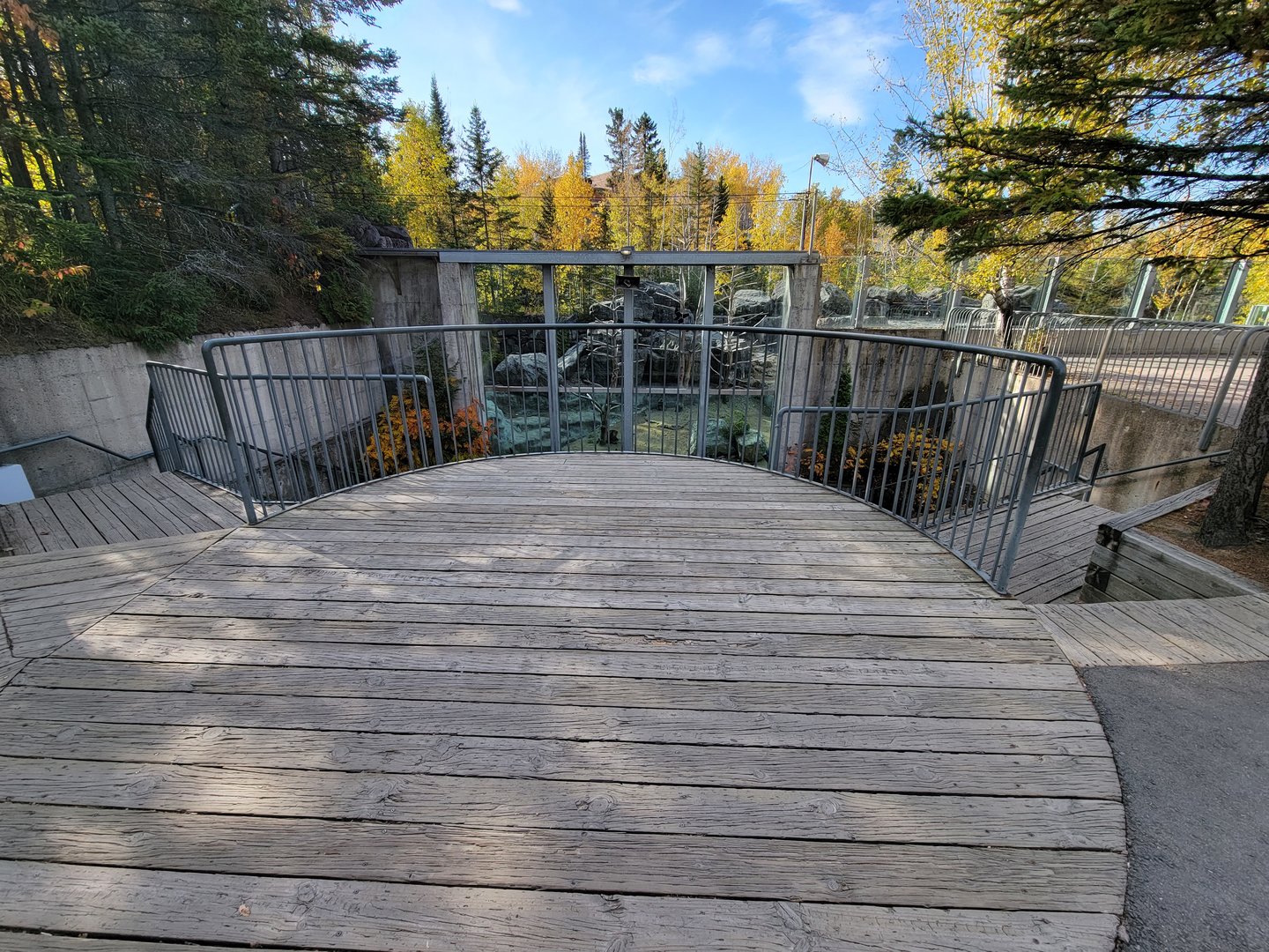 Zoo Sauvage 10/22 -  Geladas