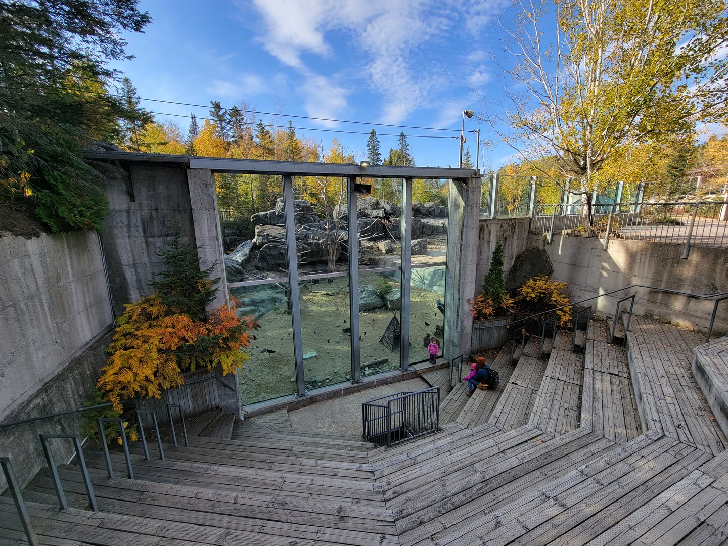 Zoo Sauvage 10/22 -  Geladas