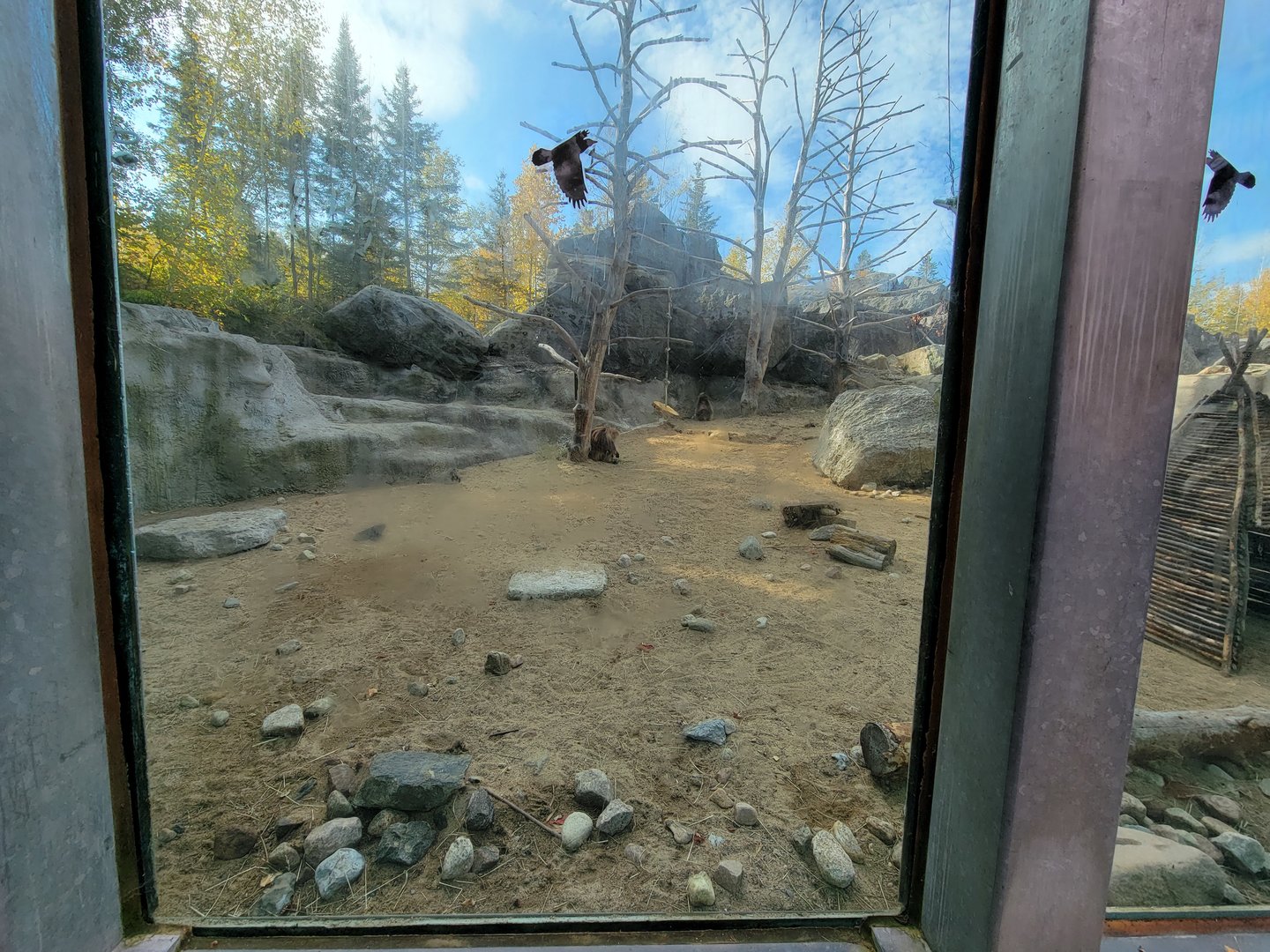 Zoo Sauvage 10/22 -  Geladas