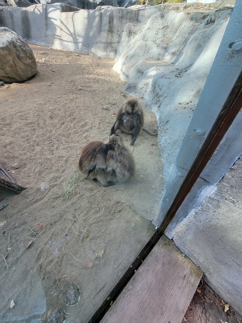 Zoo Sauvage 10/22 -  Geladas