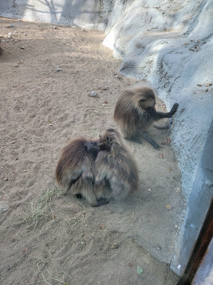 Zoo Sauvage 10/22 -  Geladas