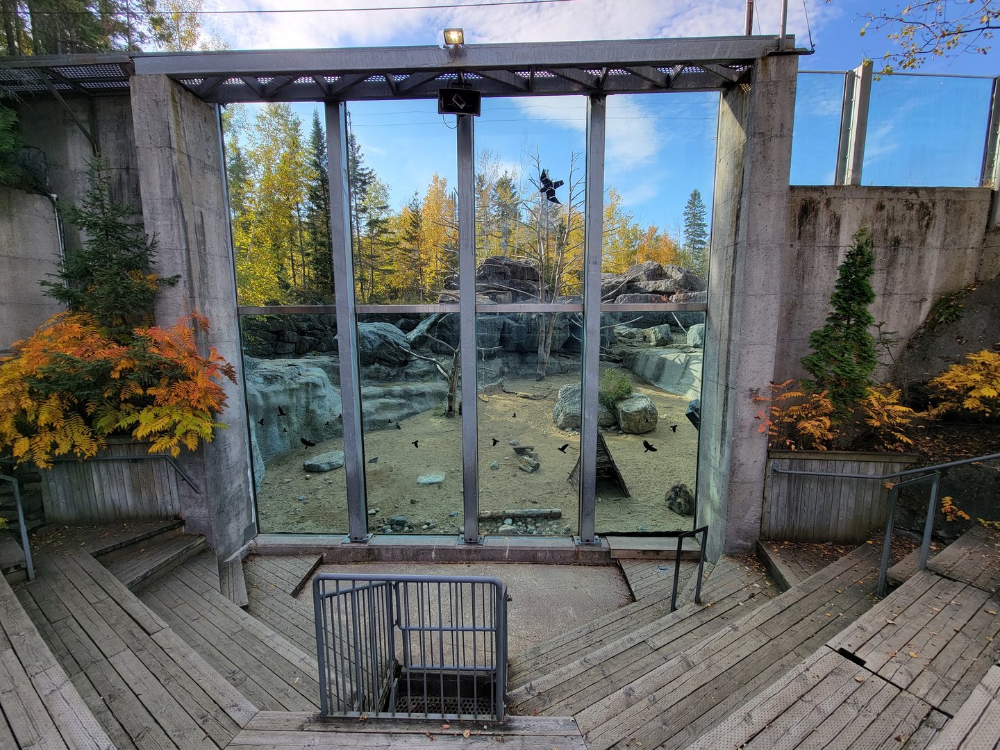 Zoo Sauvage 10/22 -  Geladas