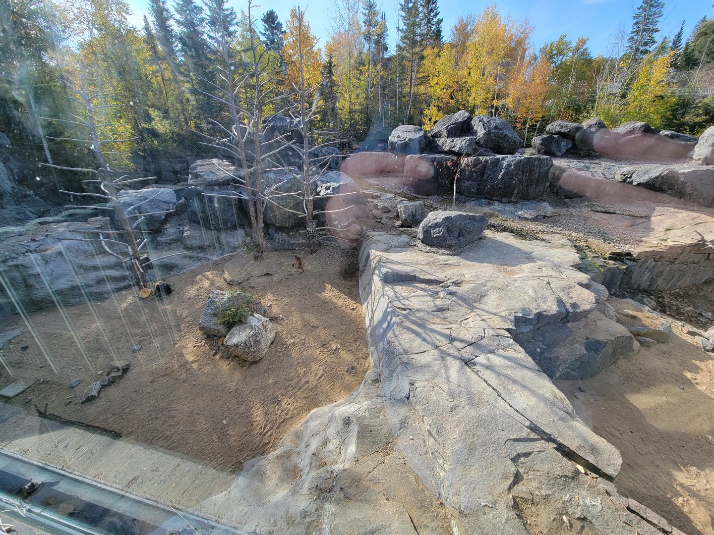 Zoo Sauvage 10/22 -  Geladas