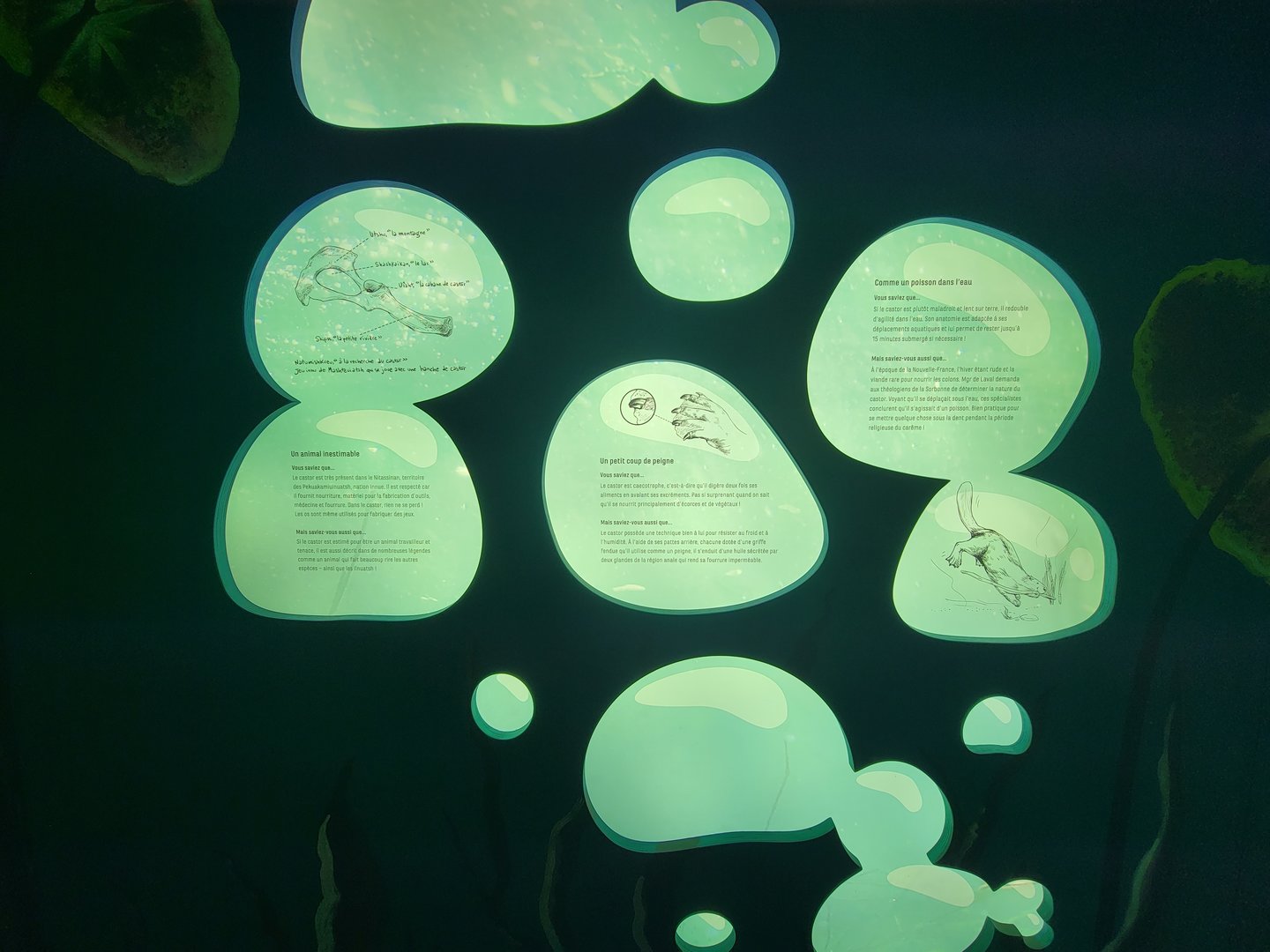 Zoo Sauvage 10/22 -  Laurentian Forest, beaver building, species info