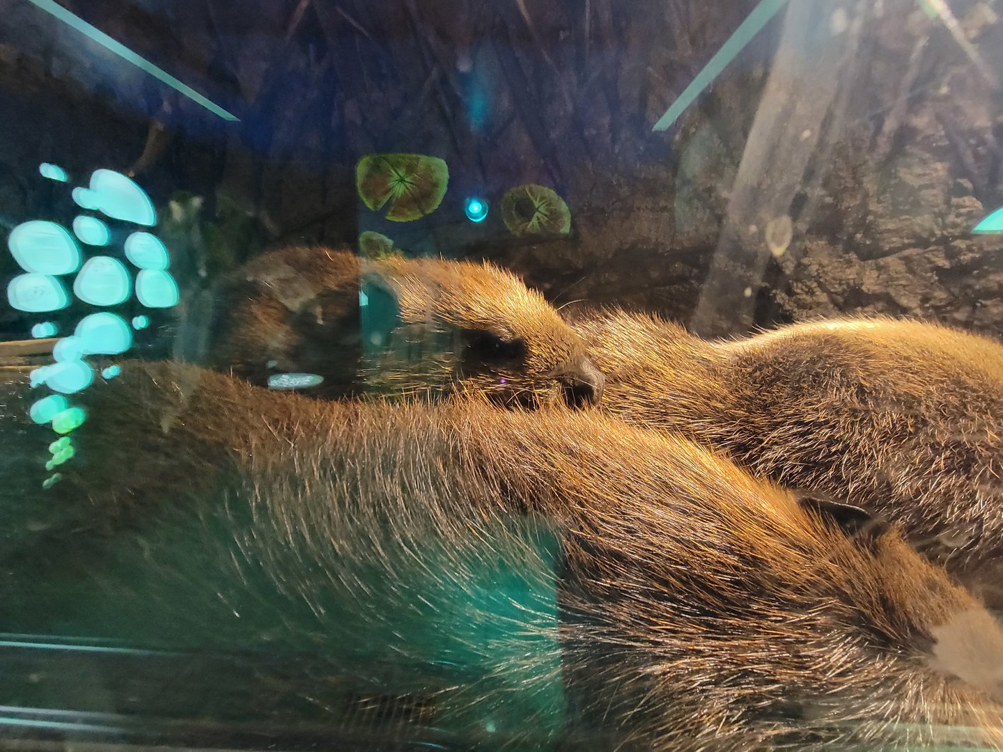 Zoo Sauvage 10/22 -  Laurentian Forest, beaver building