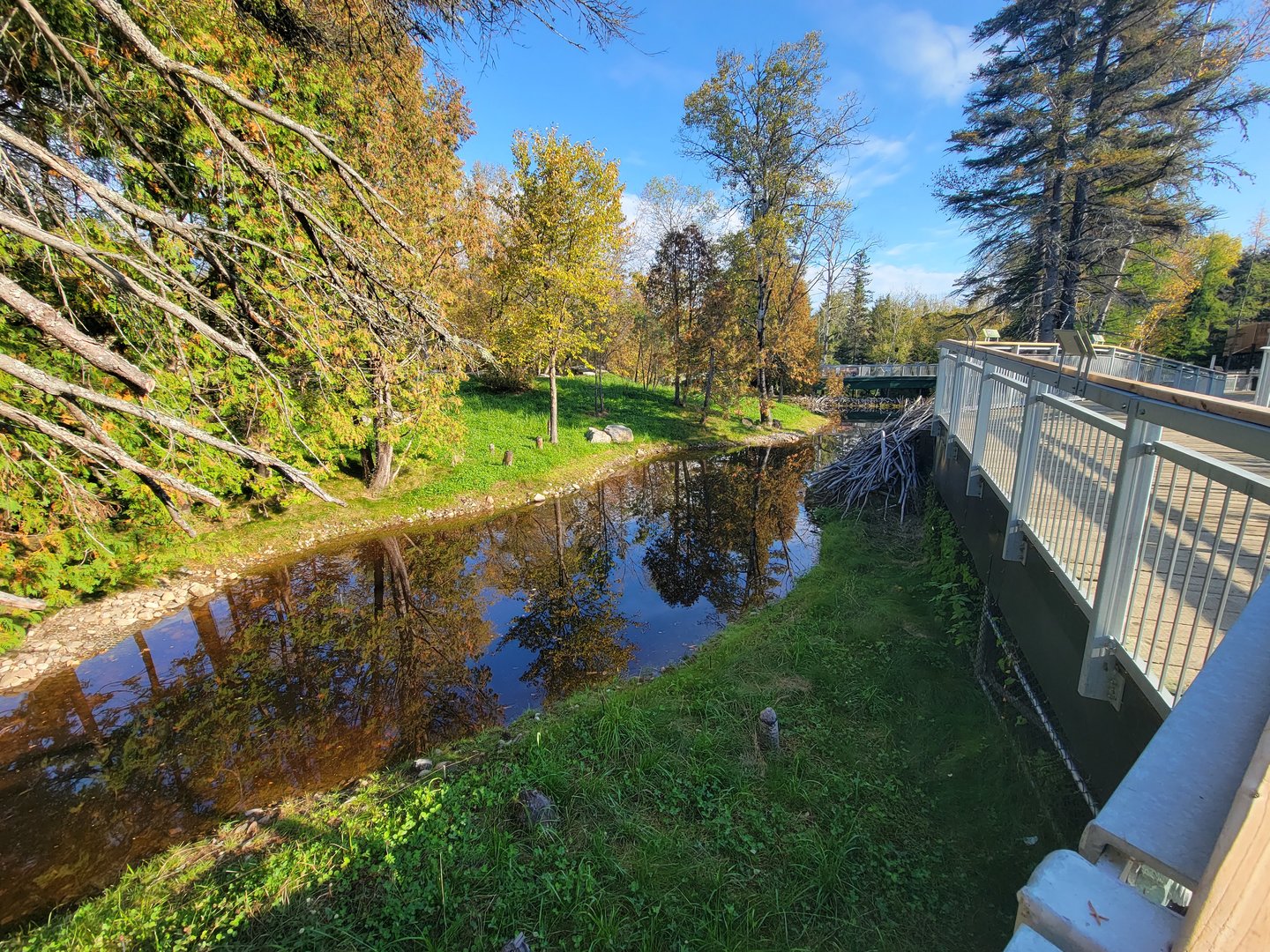 Zoo Sauvage 10/22 -  Laurentian Forest, beaver / striped skunk / snowshoe hare / woodchuck exhibit
