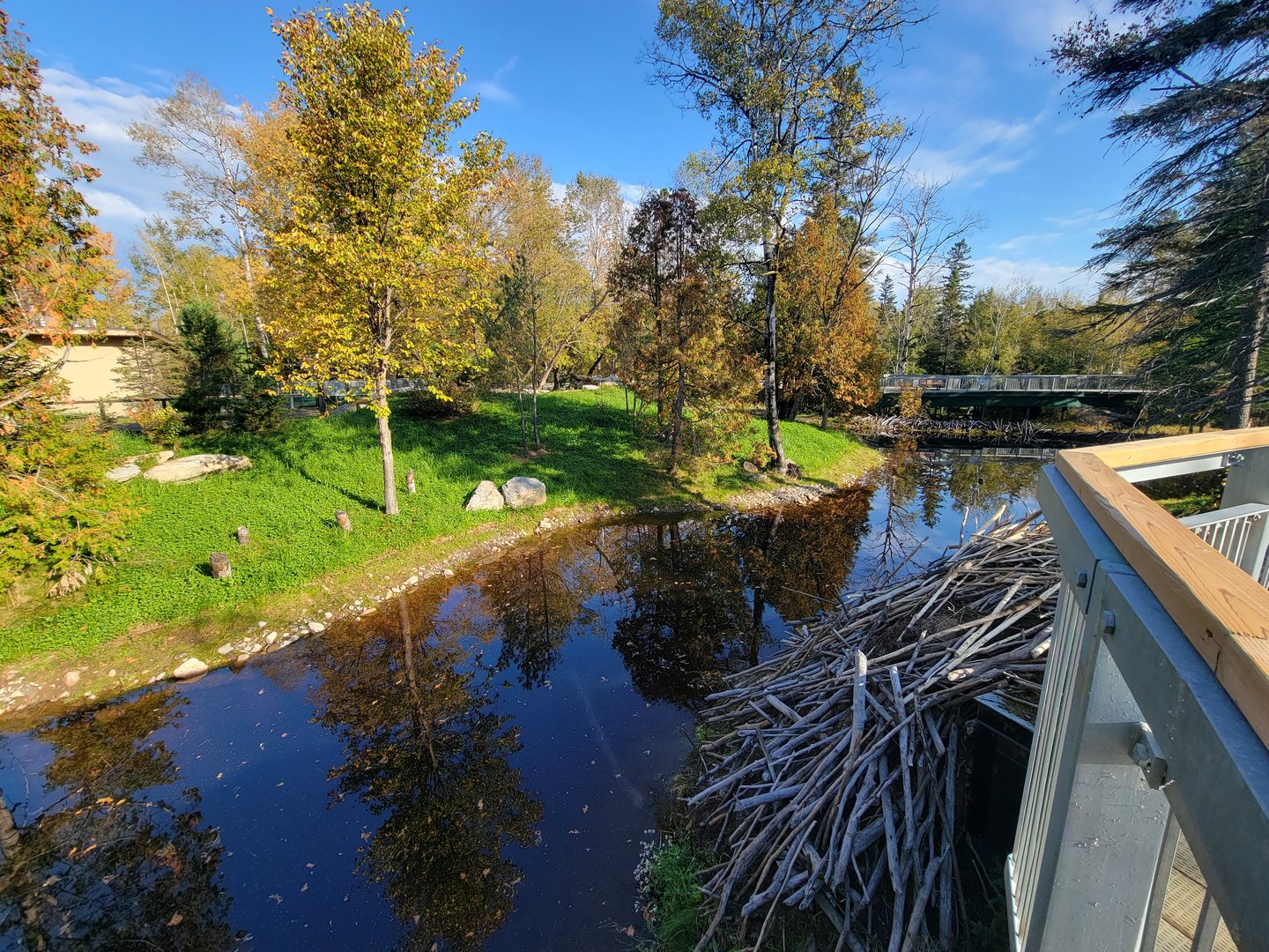 Zoo Sauvage 10/22 -  Laurentian Forest, beaver / striped skunk / snowshoe hare / woodchuck exhibit