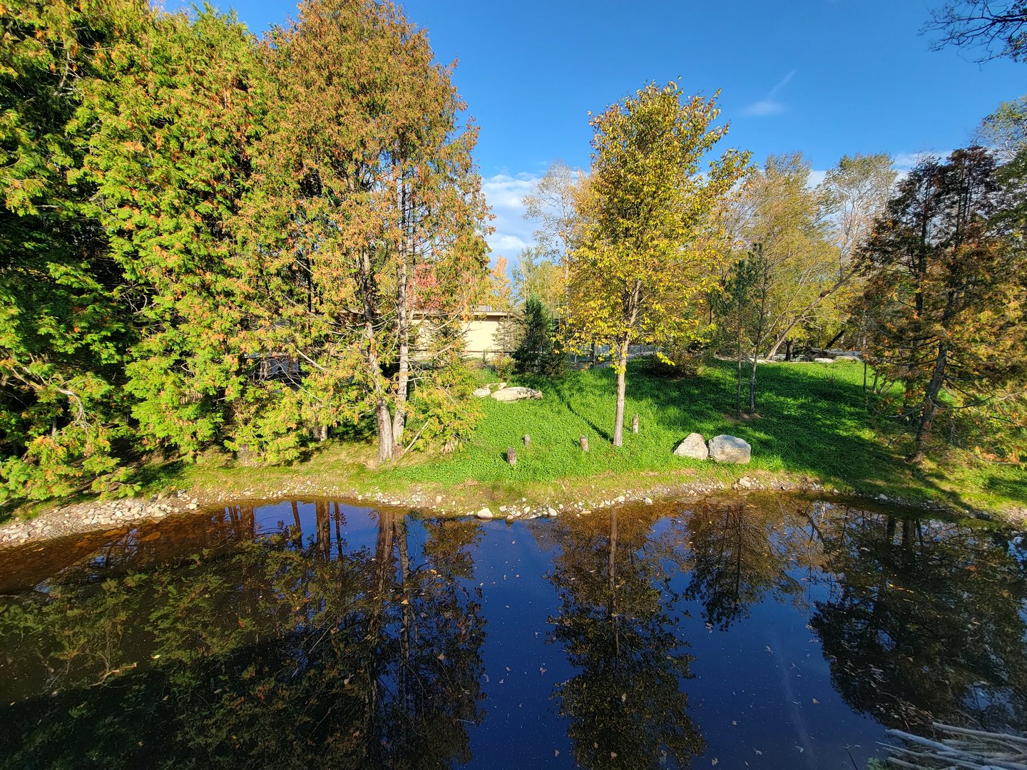 Zoo Sauvage 10/22 -  Laurentian Forest, beaver / striped skunk / snowshoe hare / woodchuck exhibit