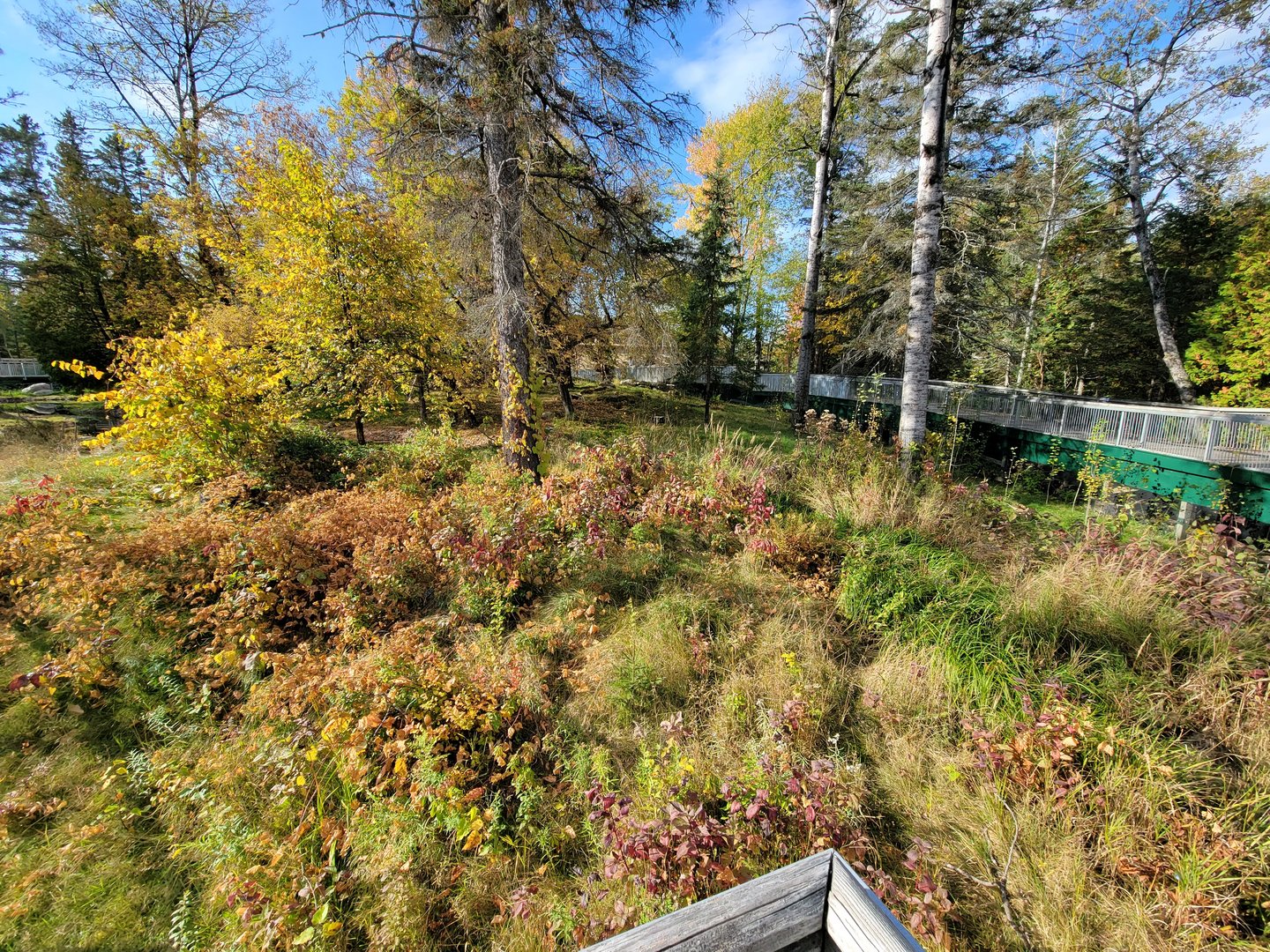 Zoo Sauvage 10/22 -  Laurentian Forest, beaver / striped skunk / snowshoe hare / woodchuck exhibit