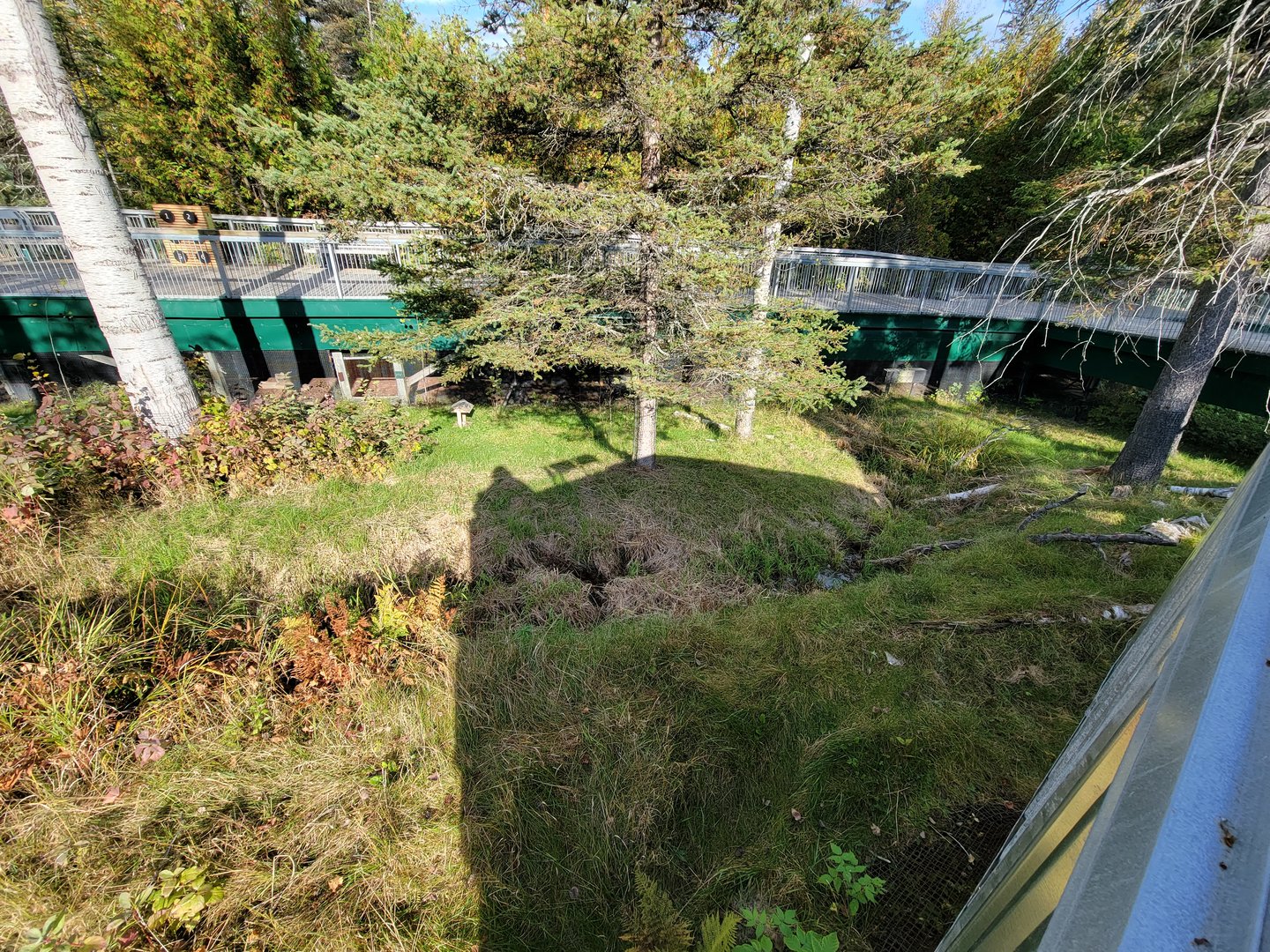 Zoo Sauvage 10/22 -  Laurentian Forest, beaver / striped skunk / snowshoe hare / woodchuck exhibit