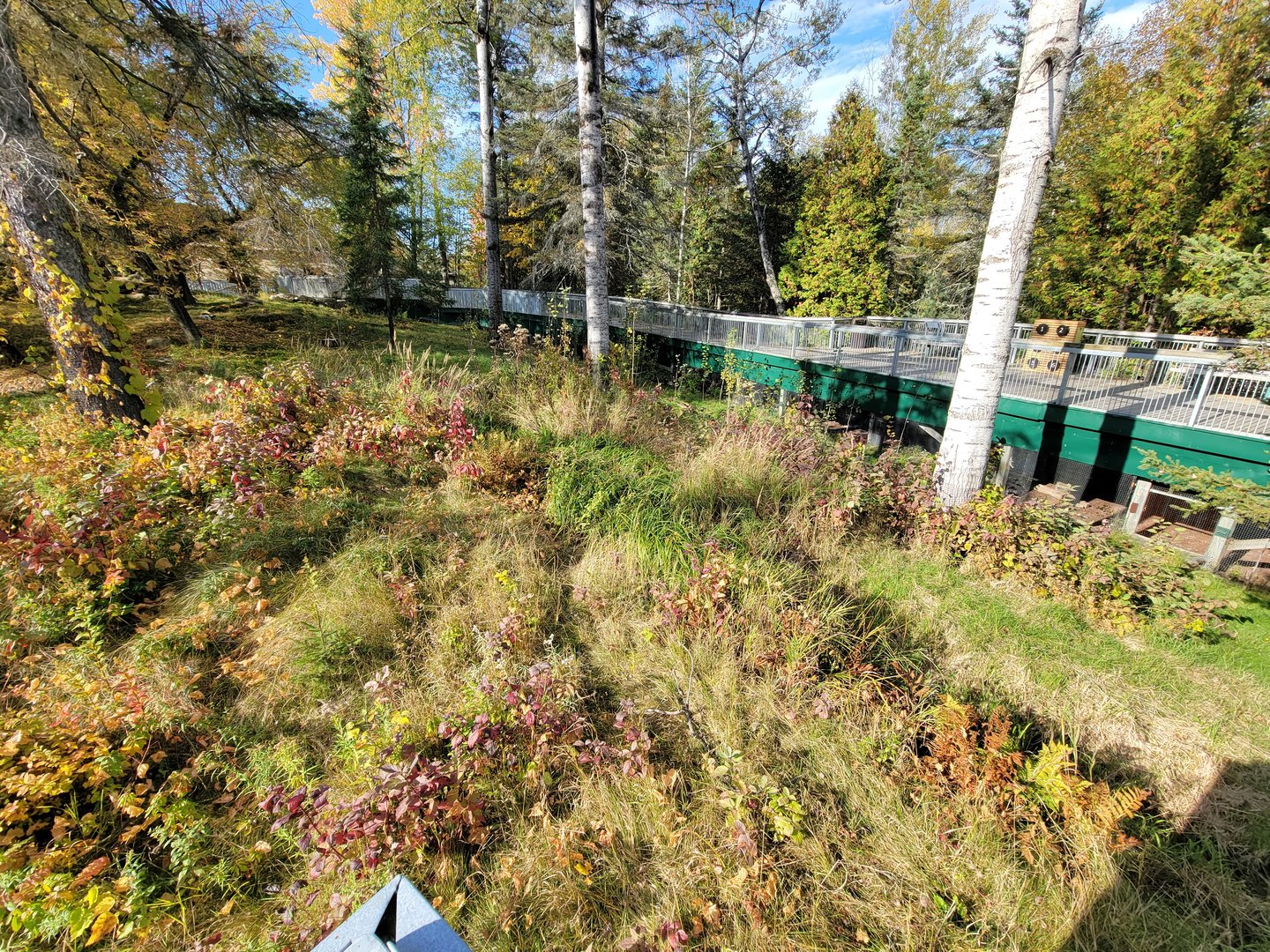 Zoo Sauvage 10/22 -  Laurentian Forest, beaver / striped skunk / snowshoe hare / woodchuck exhibit