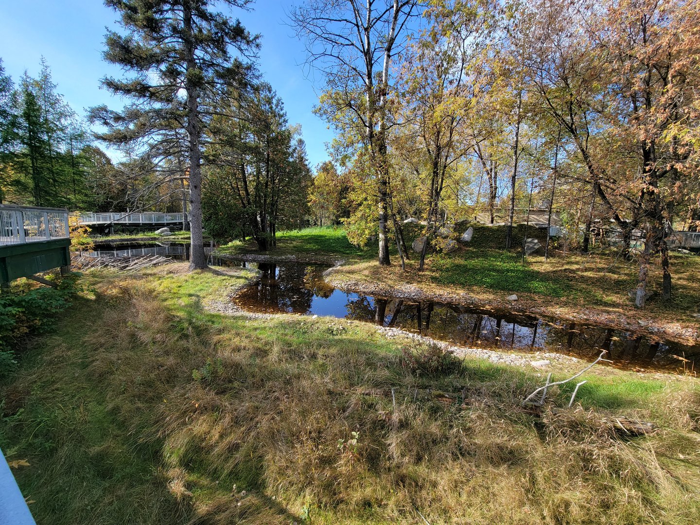 Zoo Sauvage 10/22 -  Laurentian Forest, beaver / striped skunk / snowshoe hare / woodchuck exhibit