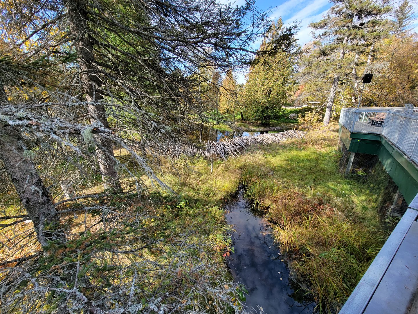 Zoo Sauvage 10/22 -  Laurentian Forest, beaver / striped skunk / snowshoe hare / woodchuck exhibit