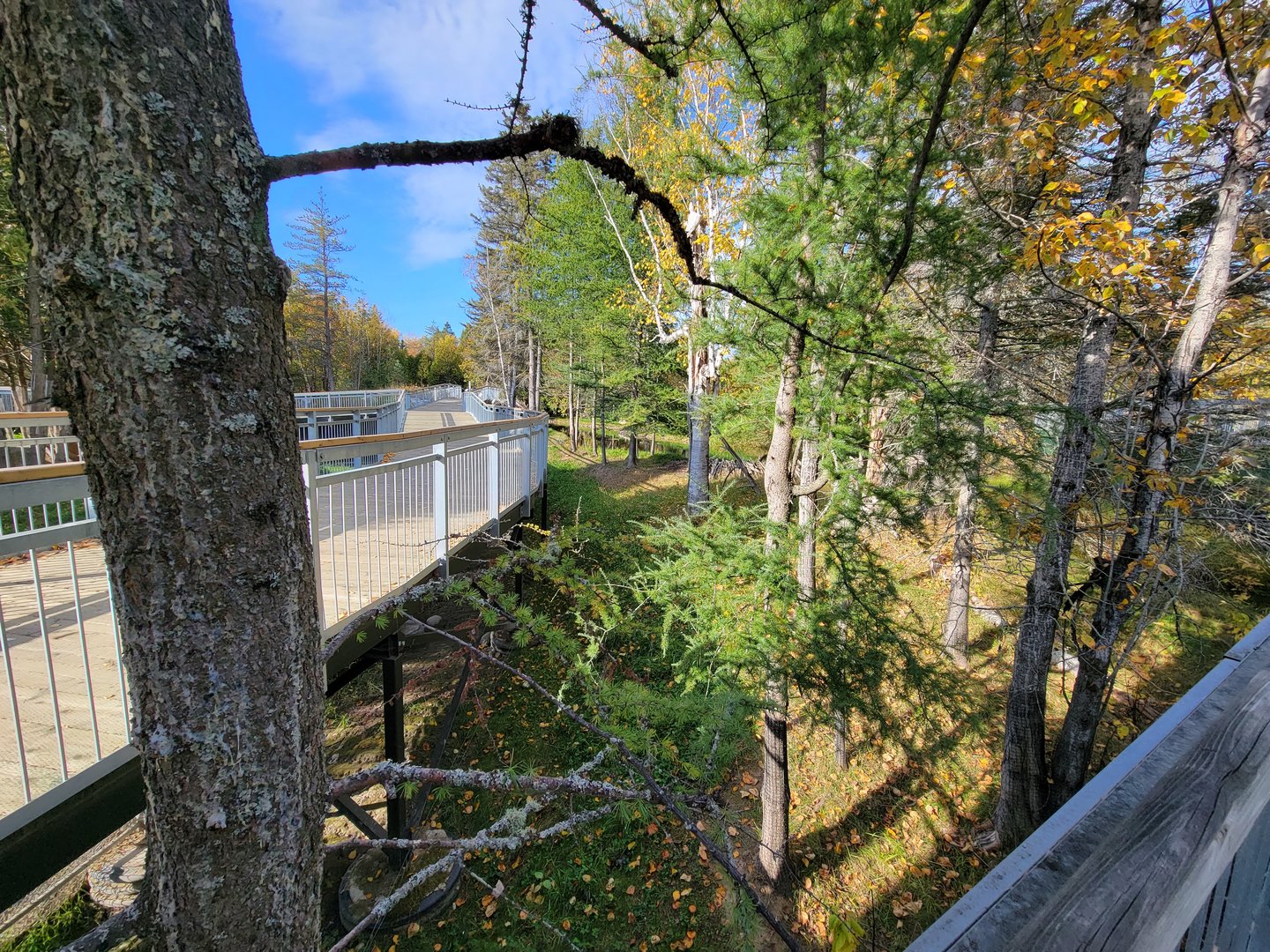 Zoo Sauvage 10/22 -  Laurentian Forest, beaver / striped skunk / snowshoe hare / woodchuck exhibit