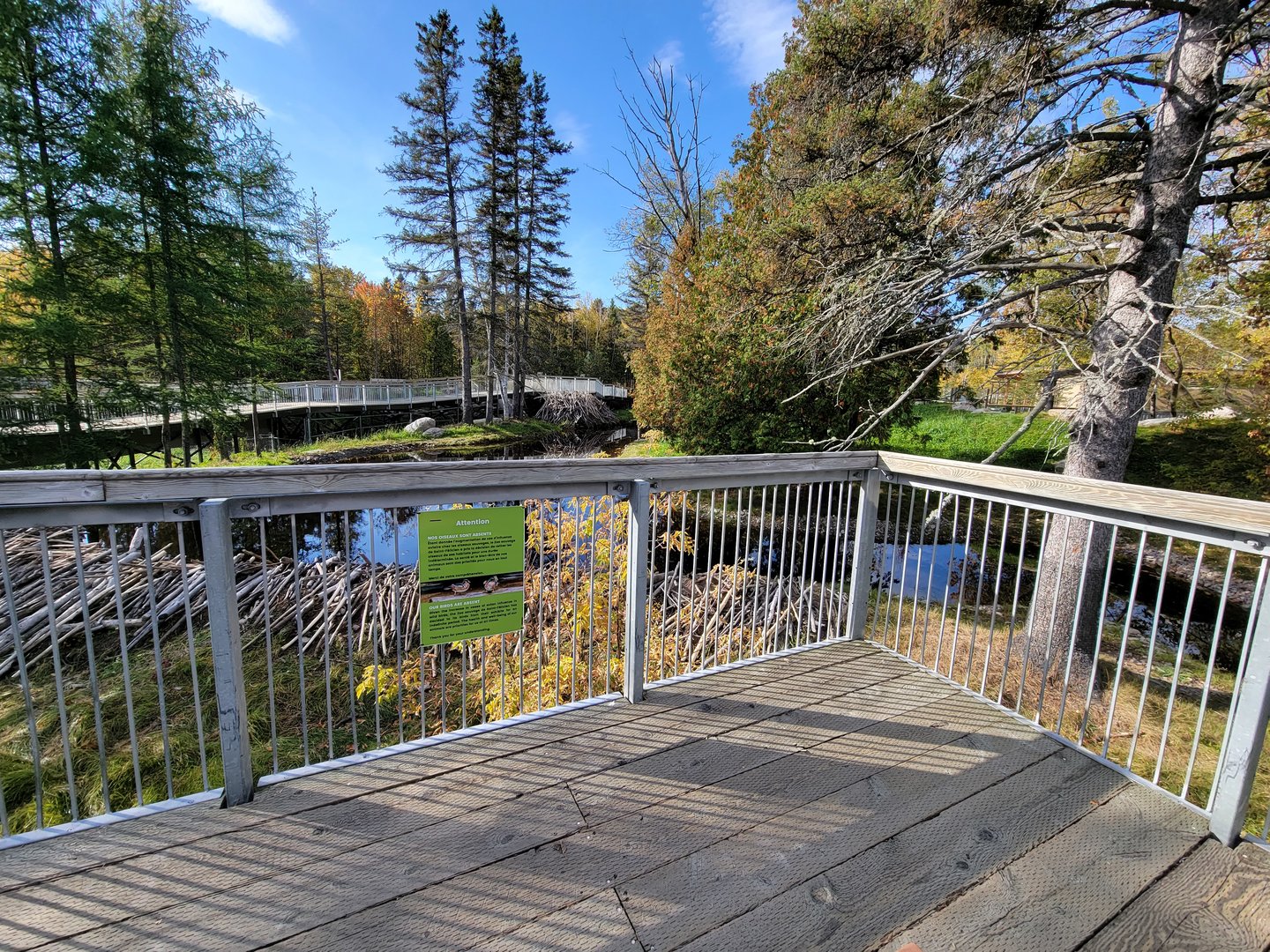 Zoo Sauvage 10/22 -  Laurentian Forest, beaver / striped skunk / snowshoe hare / woodchuck exhibit