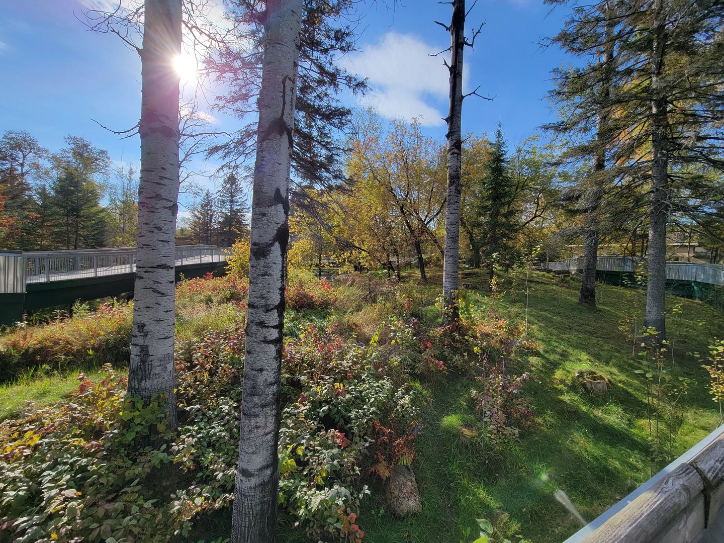 Zoo Sauvage 10/22 -  Laurentian Forest, beaver / striped skunk / snowshoe hare / woodchuck exhibit