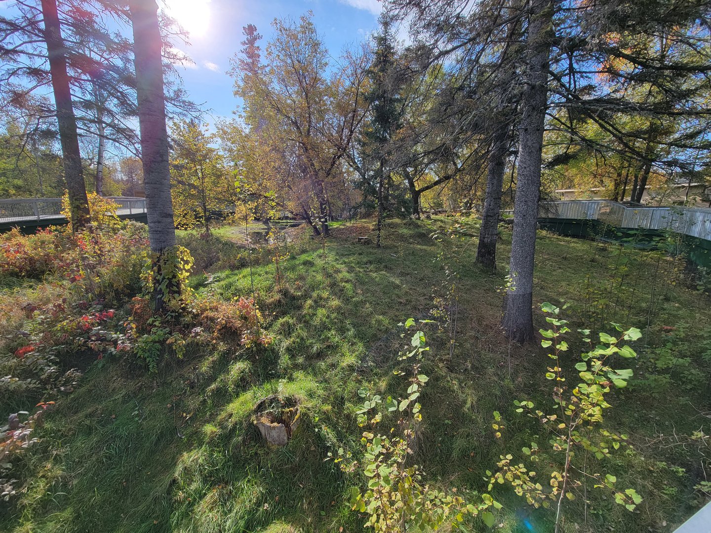 Zoo Sauvage 10/22 -  Laurentian Forest, beaver / striped skunk / snowshoe hare / woodchuck exhibit