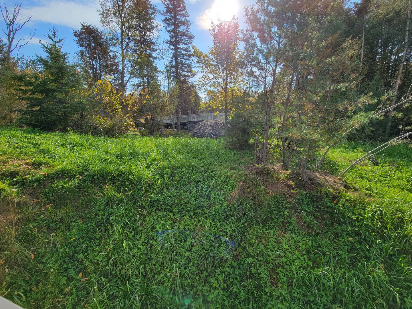 Zoo Sauvage 10/22 -  Laurentian Forest, beaver / striped skunk / snowshoe hare / woodchuck exhibit