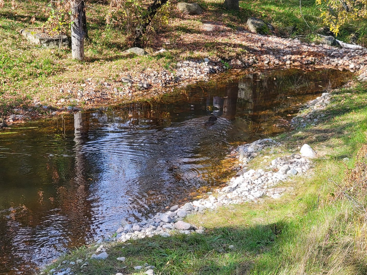 Zoo Sauvage 10/22 -  Laurentian Forest, beaver / striped skunk / snowshoe hare / woodchuck exhibit