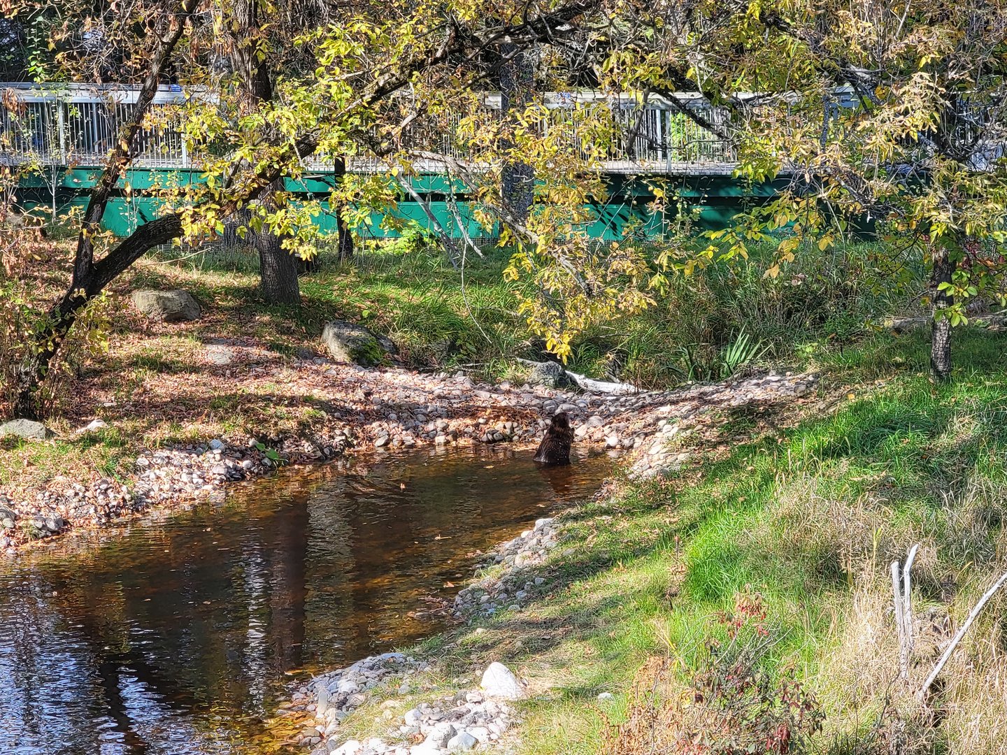 Zoo Sauvage 10/22 -  Laurentian Forest, beaver / striped skunk / snowshoe hare / woodchuck exhibit