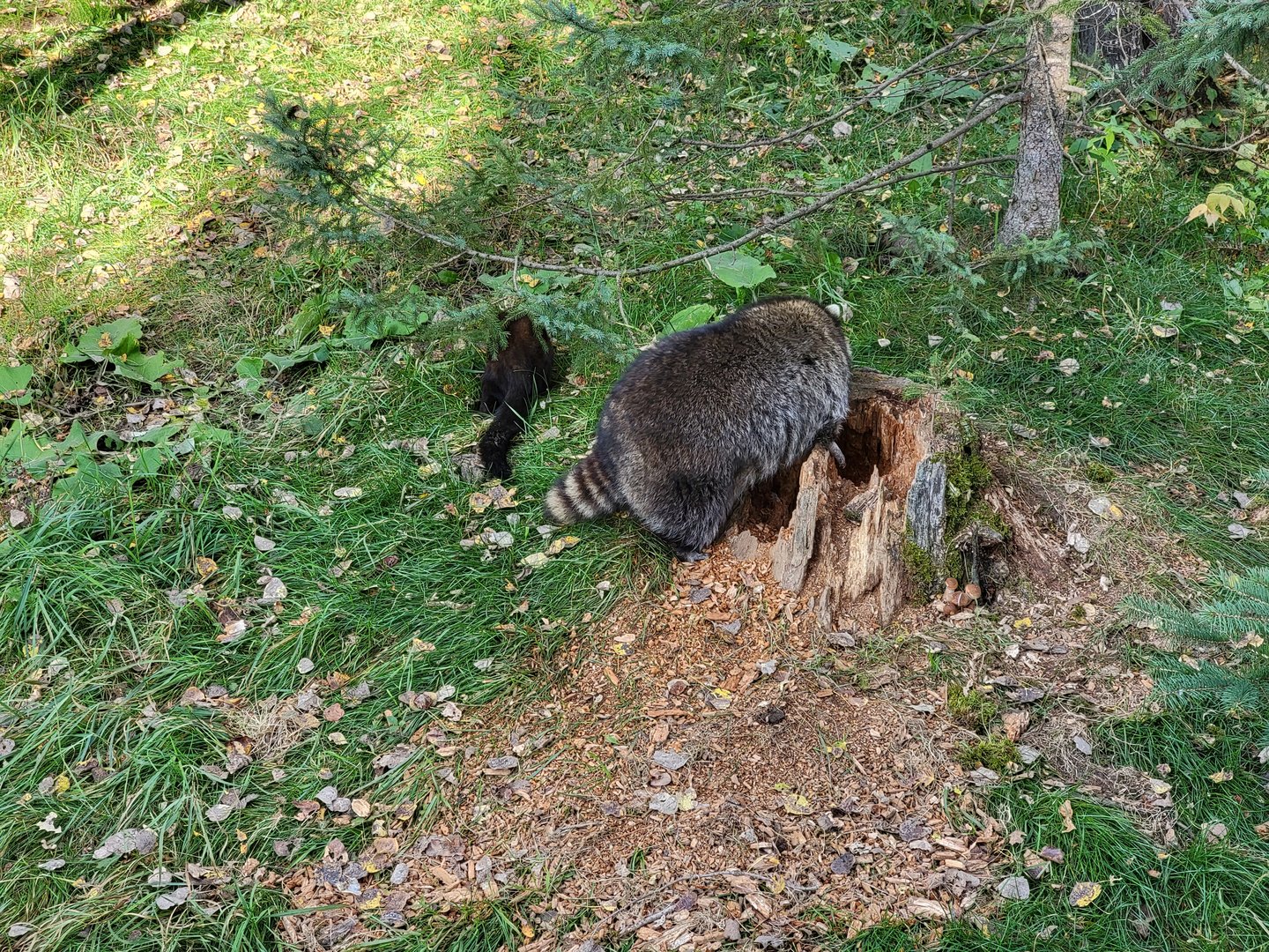 Zoo Sauvage 10/22 -  Laurentian Forest, fisher and raccoon