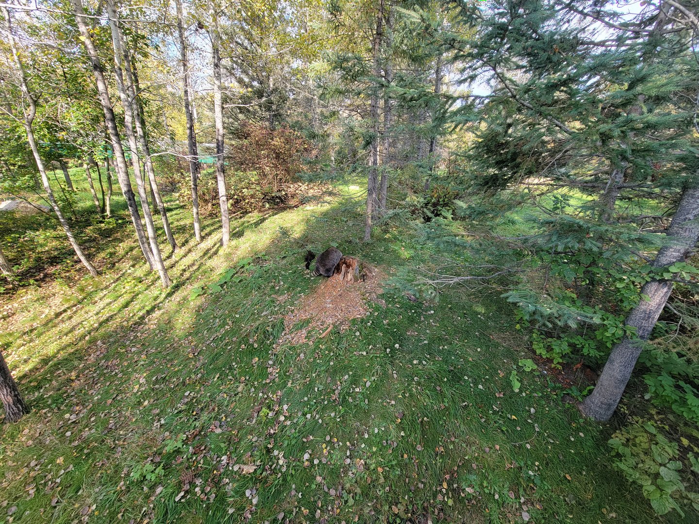 Zoo Sauvage 10/22 -  Laurentian Forest, fisher and raccoon