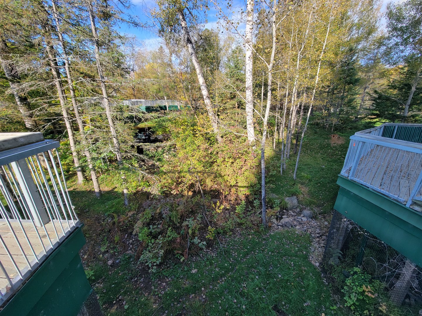 Zoo Sauvage 10/22 -  Laurentian Forest, fisher / NARO / raccoon exhibit