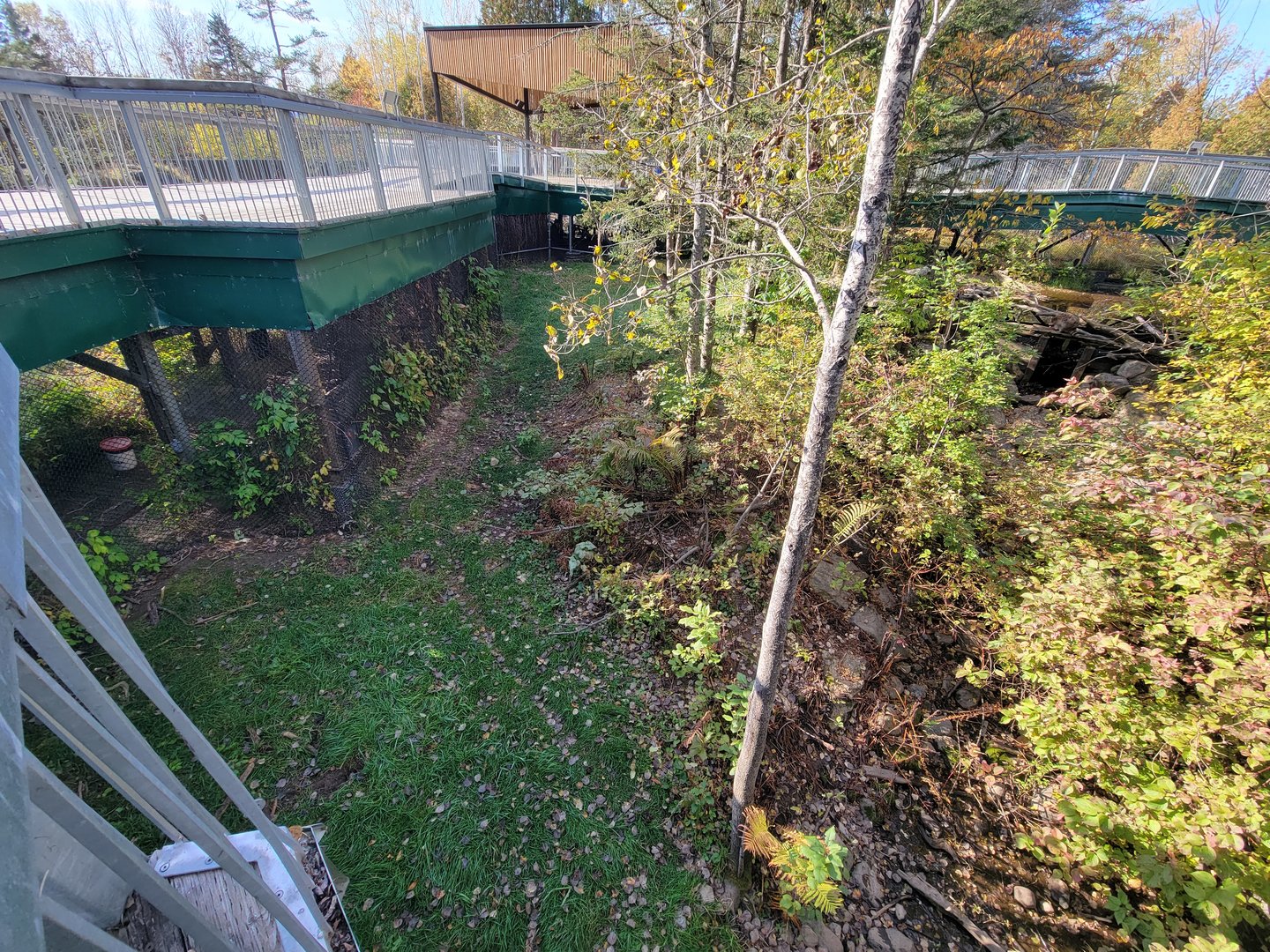 Zoo Sauvage 10/22 -  Laurentian Forest, fisher / NARO / raccoon exhibit