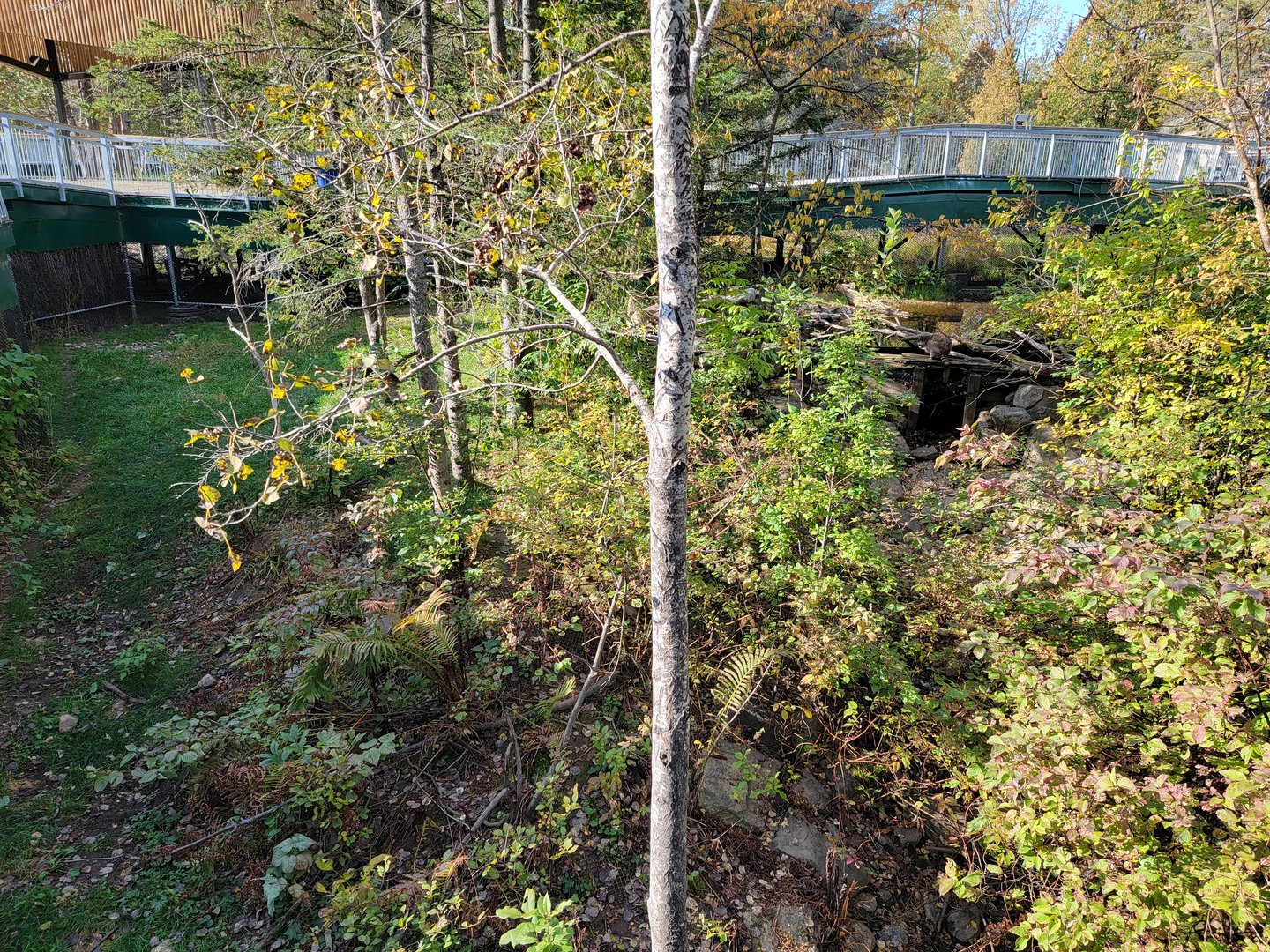 Zoo Sauvage 10/22 -  Laurentian Forest, fisher / NARO / raccoon exhibit