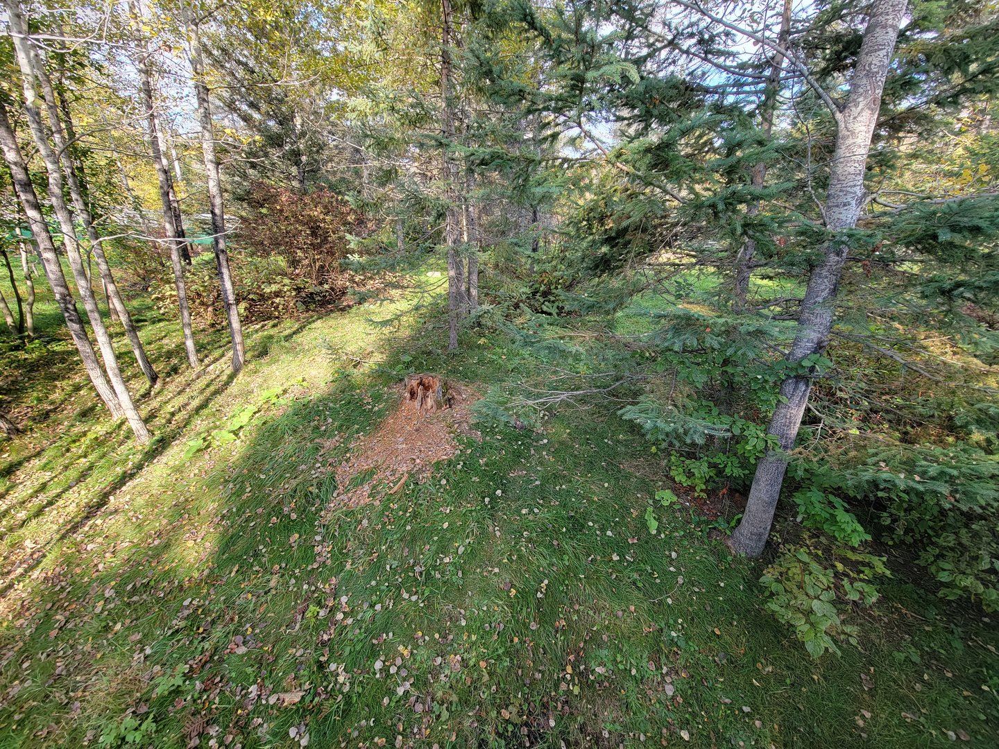 Zoo Sauvage 10/22 -  Laurentian Forest, fisher / NARO / raccoon exhibit