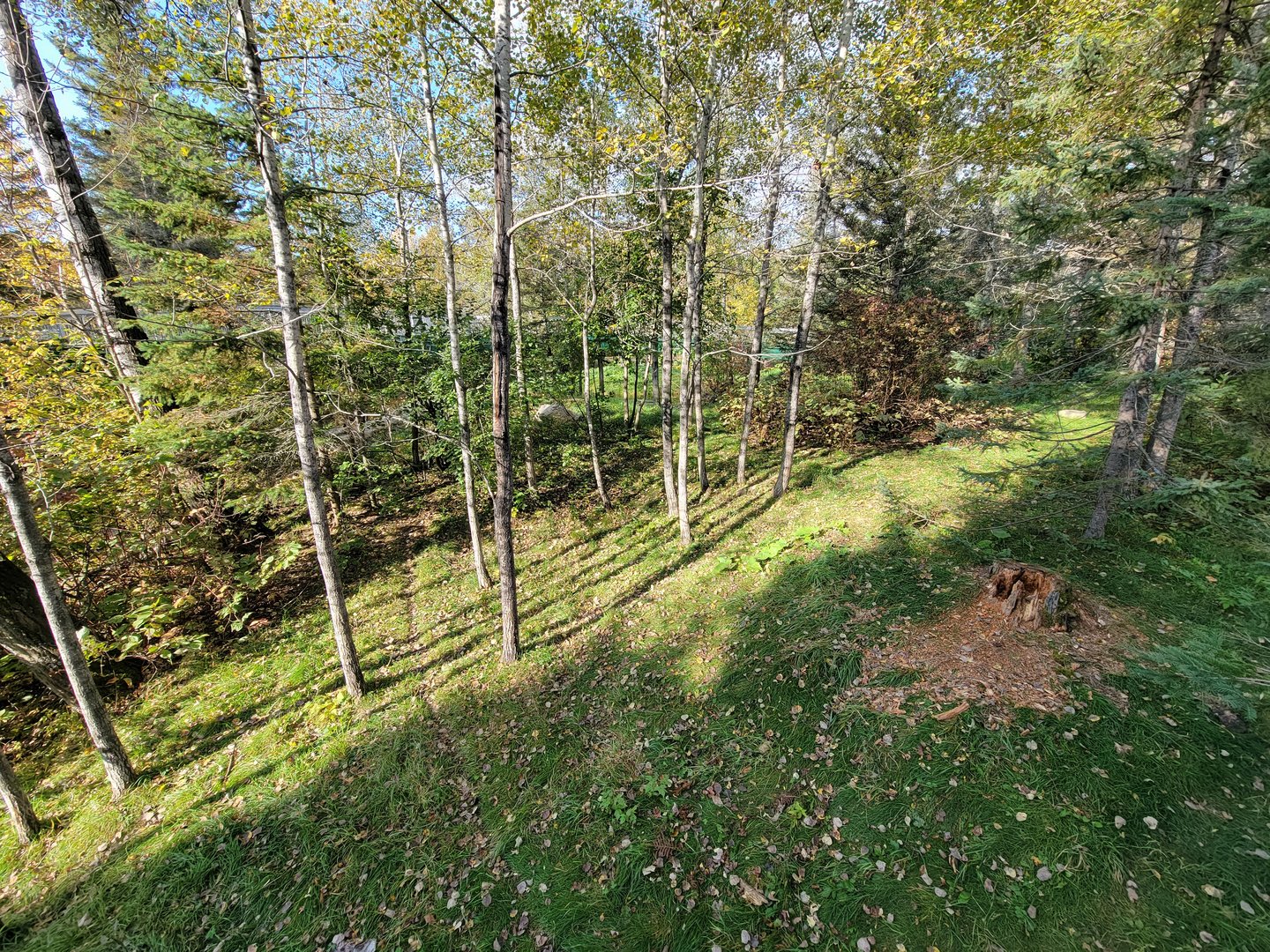 Zoo Sauvage 10/22 -  Laurentian Forest, fisher / NARO / raccoon exhibit