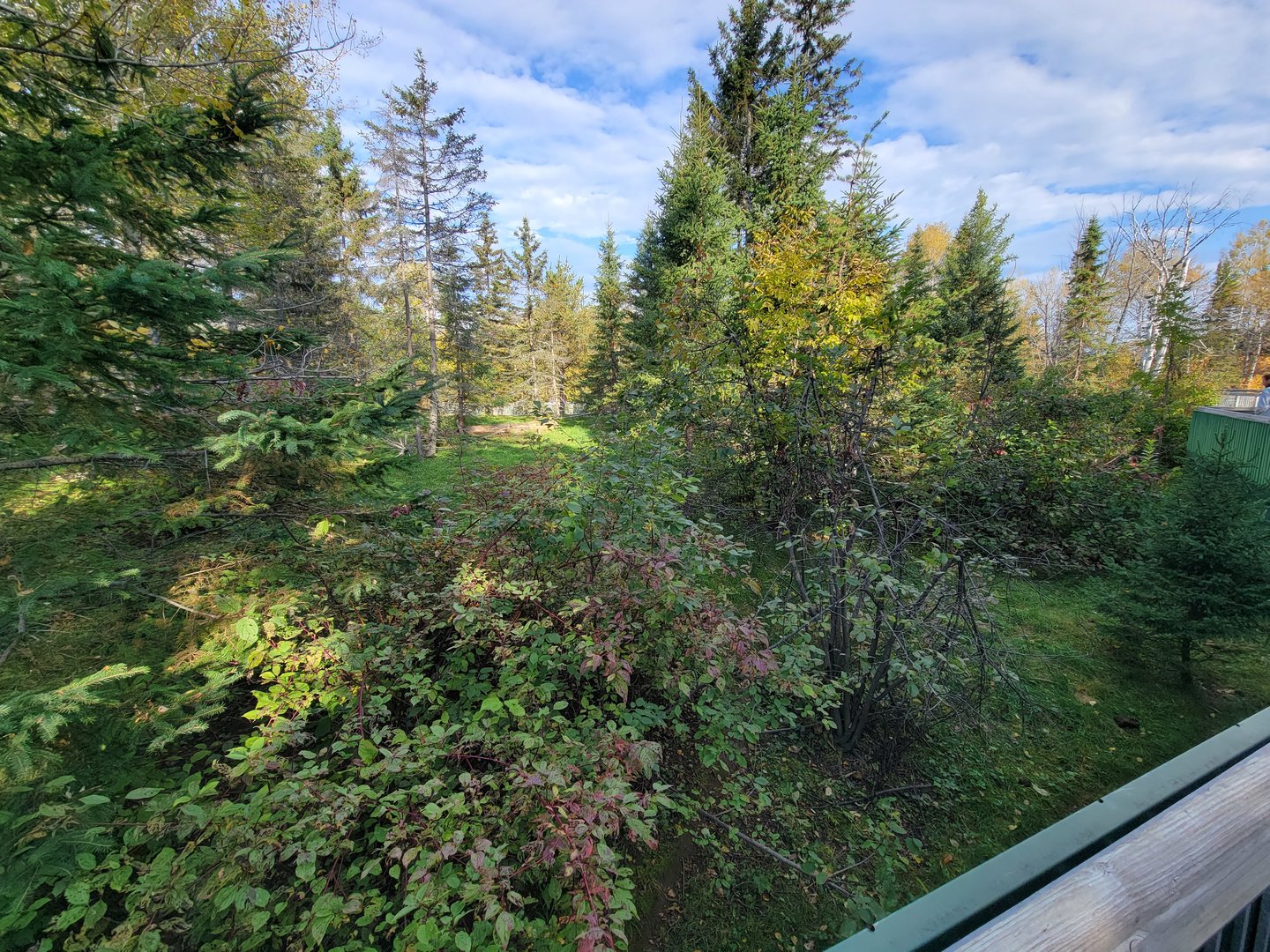 Zoo Sauvage 10/22 -  Laurentian Forest, fisher / NARO / raccoon exhibit