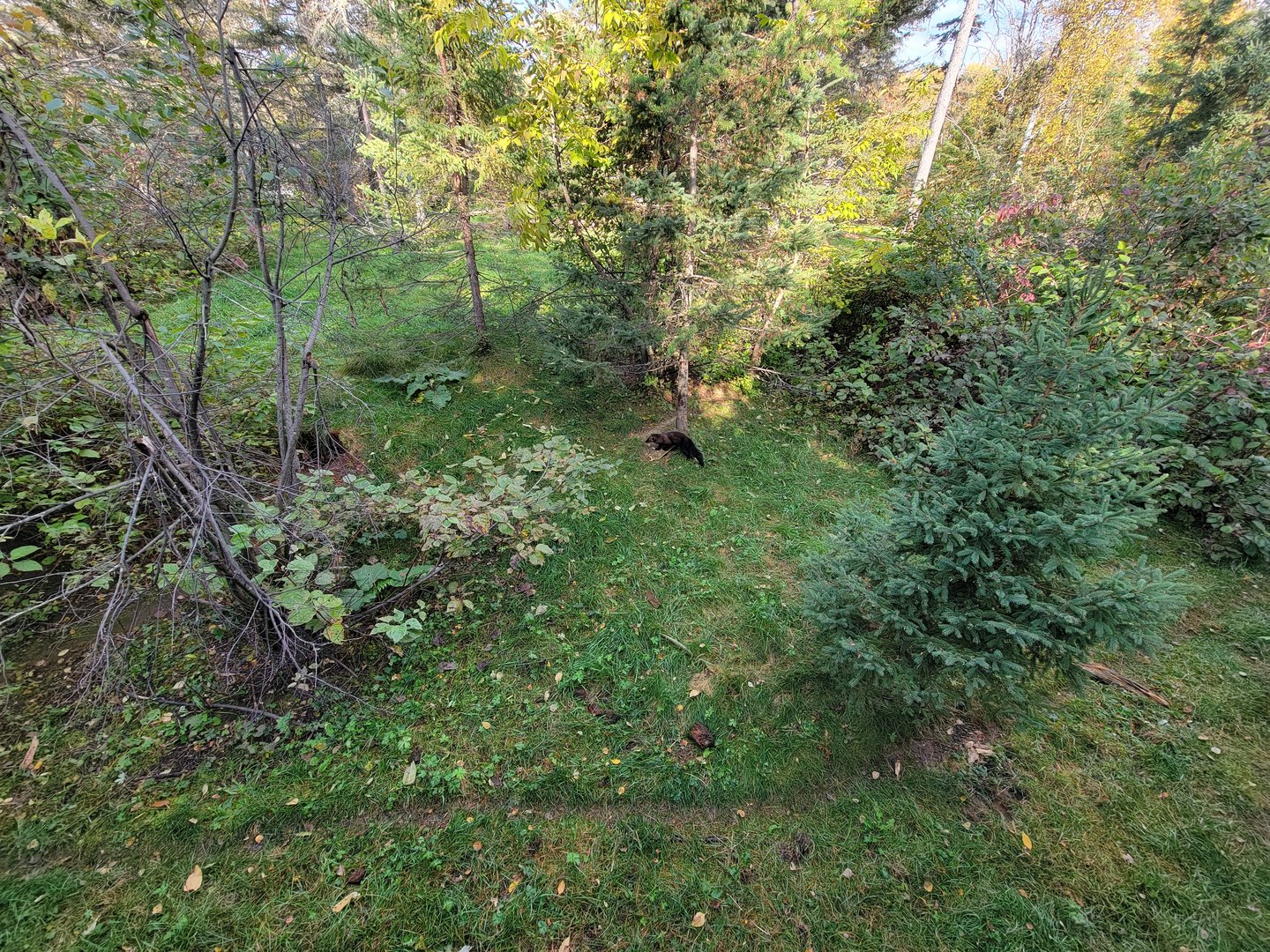 Zoo Sauvage 10/22 -  Laurentian Forest, fisher / NARO / raccoon exhibit