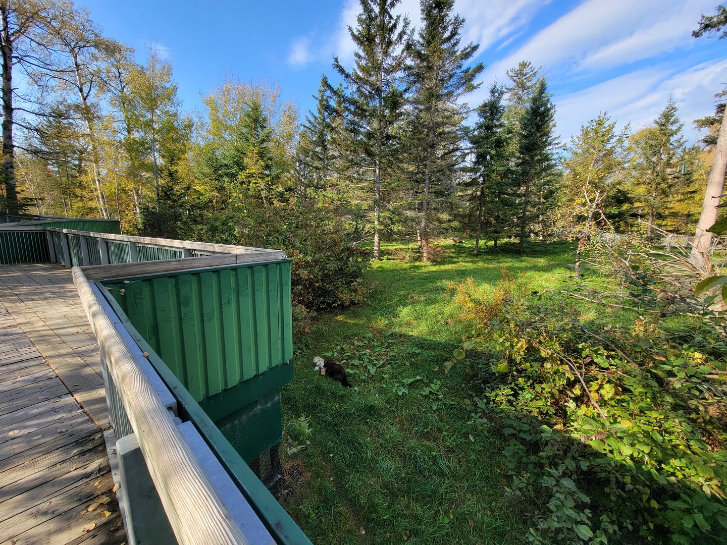 Zoo Sauvage 10/22 -  Laurentian Forest, fisher / NARO / raccoon exhibit