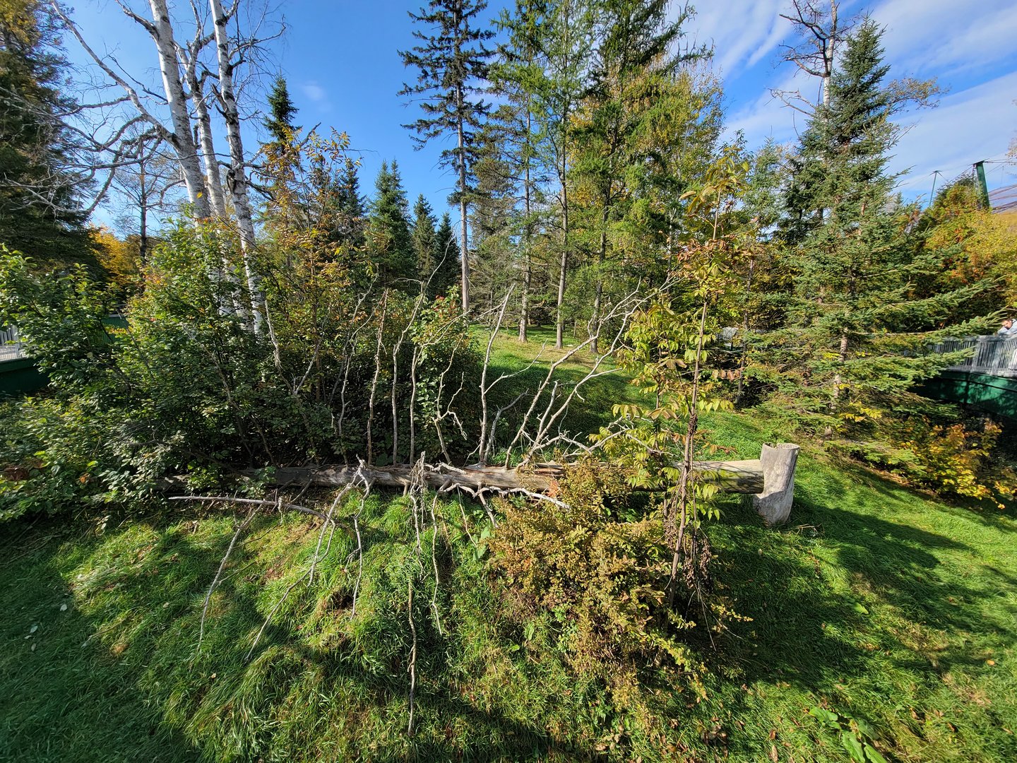 Zoo Sauvage 10/22 -  Laurentian Forest, fisher / NARO / raccoon exhibit