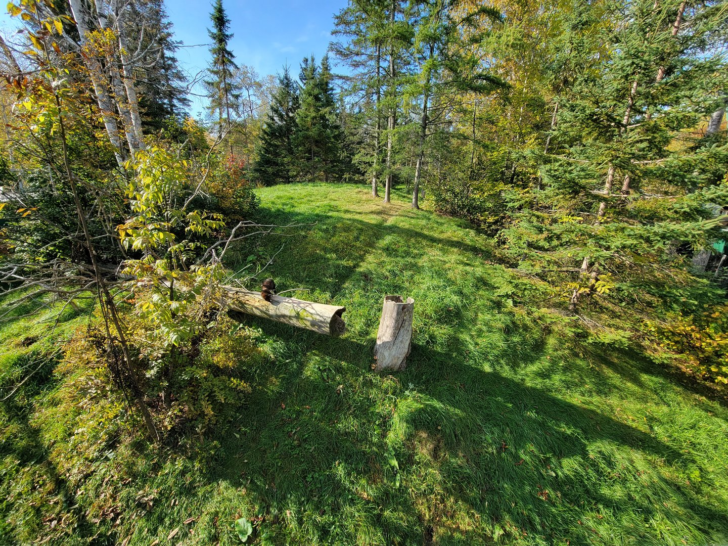 Zoo Sauvage 10/22 -  Laurentian Forest, fisher / NARO / raccoon exhibit