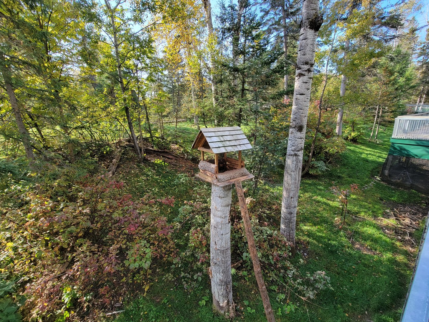 Zoo Sauvage 10/22 -  Laurentian Forest, fisher / NARO / raccoon exhibit