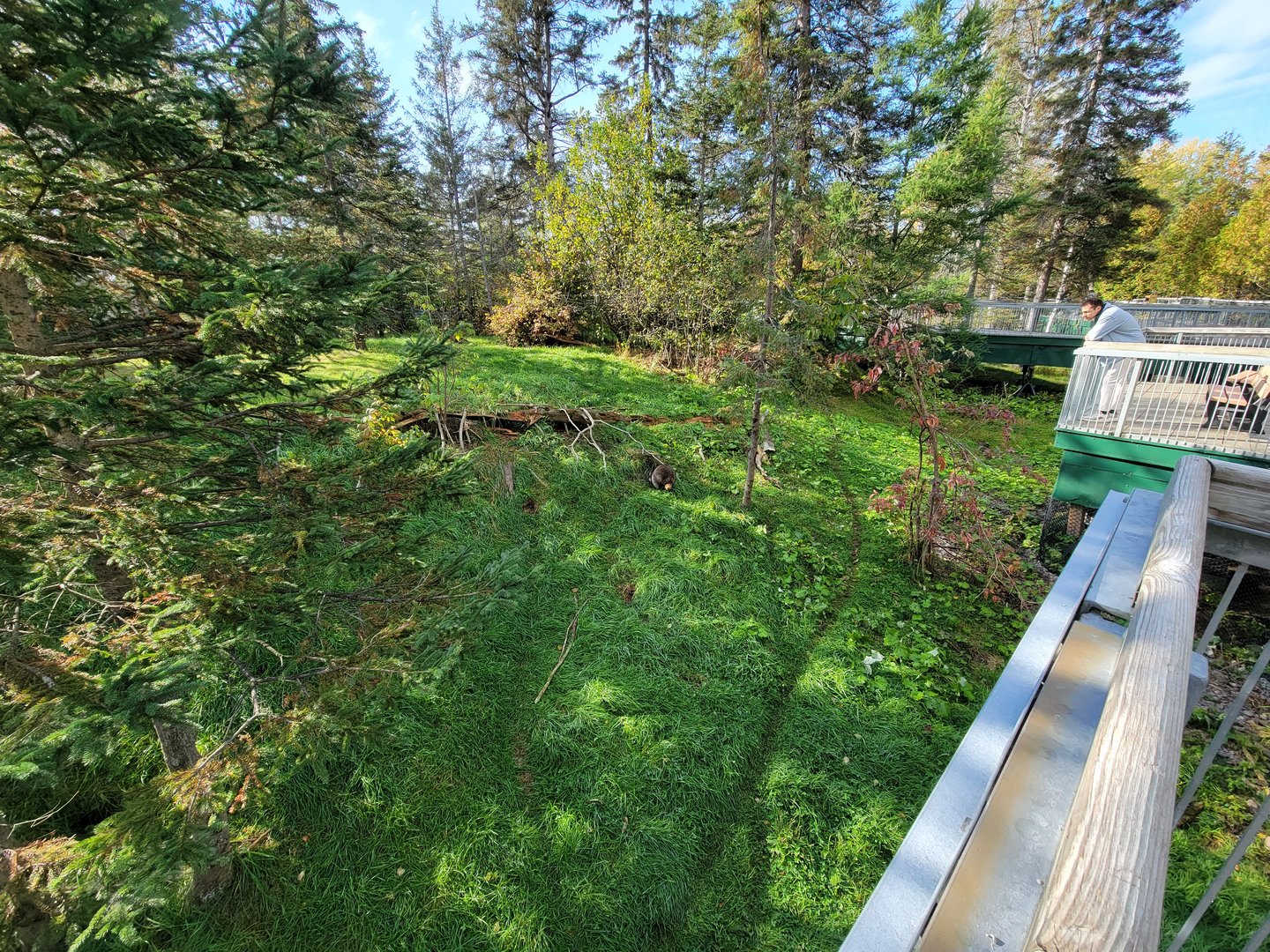 Zoo Sauvage 10/22 -  Laurentian Forest, fisher / NARO / raccoon exhibit