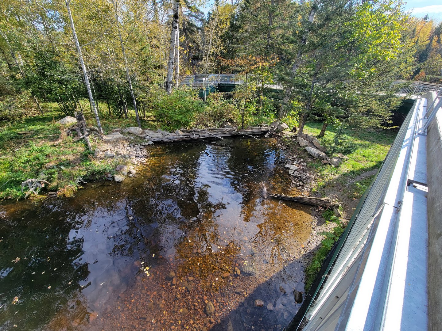 Zoo Sauvage 10/22 -  Laurentian Forest, fisher / NARO / raccoon exhibit