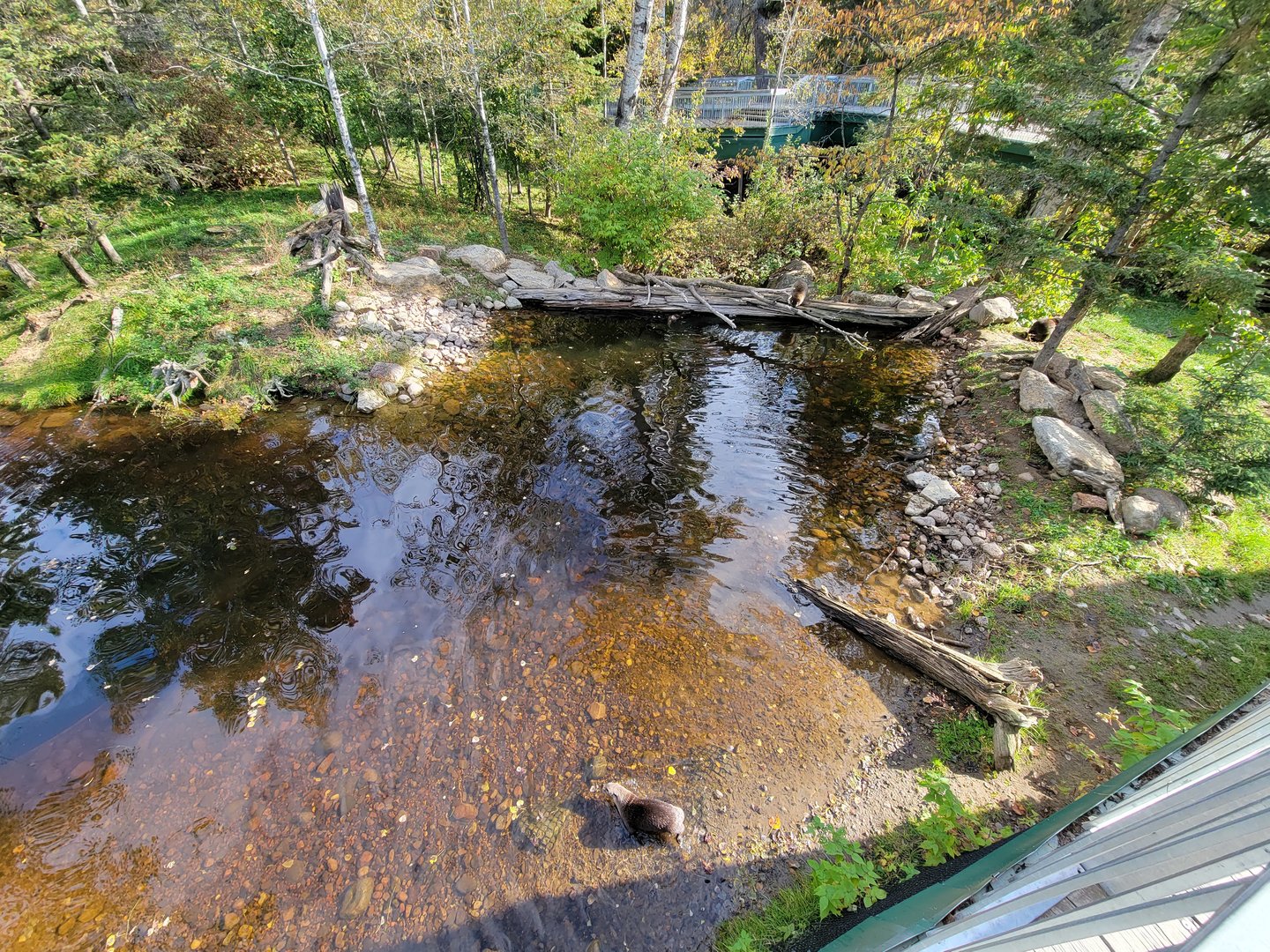 Zoo Sauvage 10/22 -  Laurentian Forest, fisher / NARO / raccoon exhibit