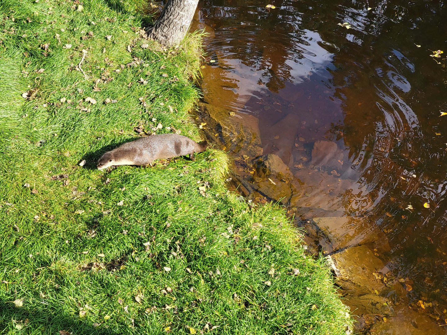 Zoo Sauvage 10/22 -  Laurentian Forest, fisher / NARO / raccoon exhibit