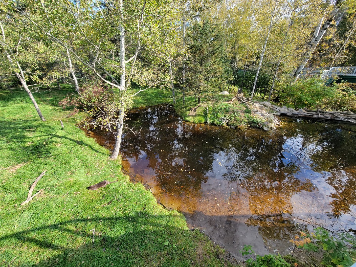 Zoo Sauvage 10/22 -  Laurentian Forest, fisher / NARO / raccoon exhibit
