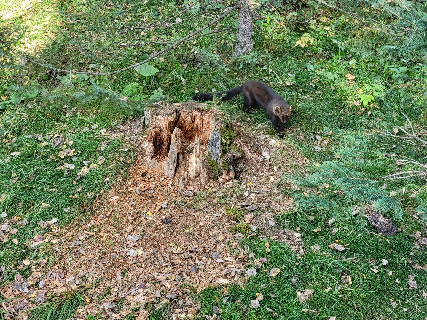 Zoo Sauvage 10/22 -  Laurentian Forest, fisher