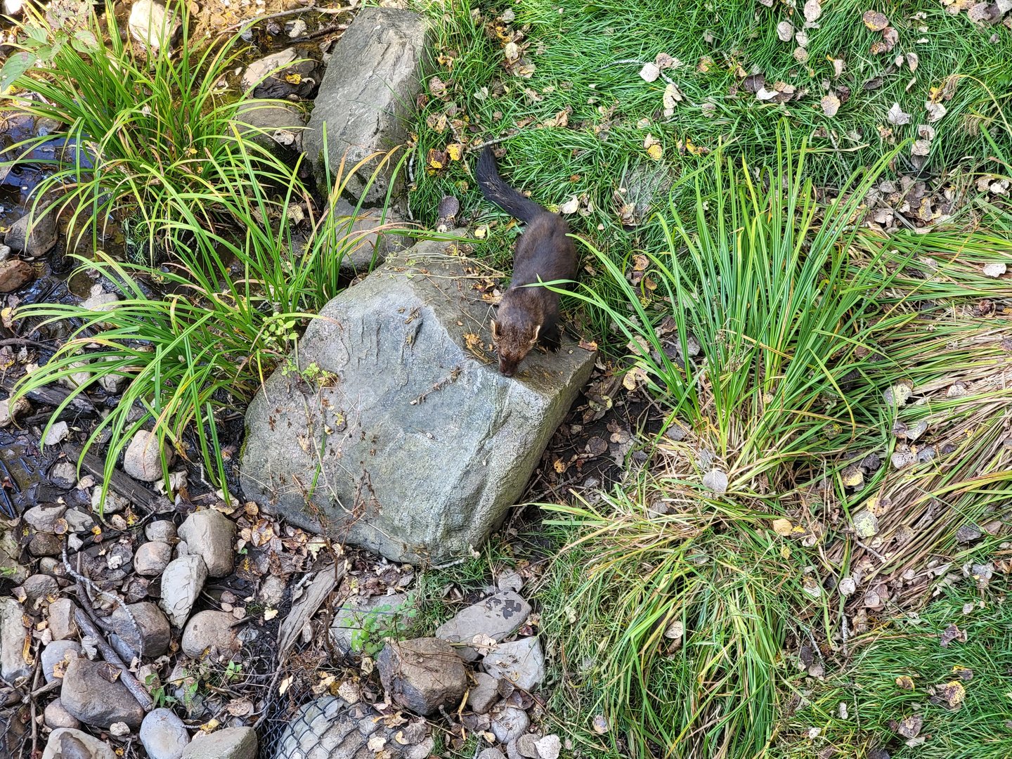 Zoo Sauvage 10/22 -  Laurentian Forest, fisher