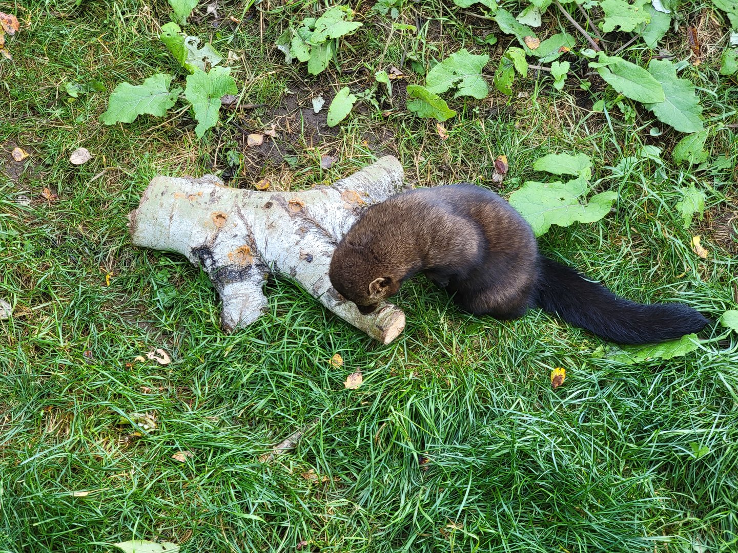 Zoo Sauvage 10/22 -  Laurentian Forest, fisher