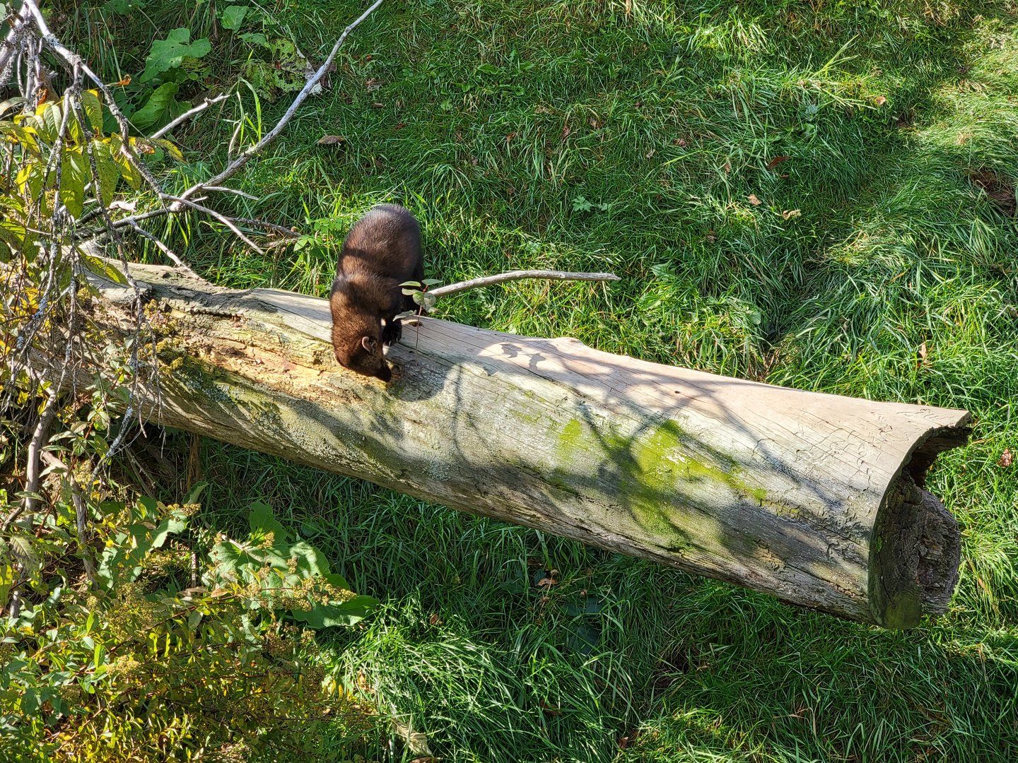 Zoo Sauvage 10/22 -  Laurentian Forest, fisher