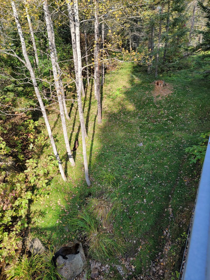 Zoo Sauvage 10/22 -  Laurentian Forest, fishers